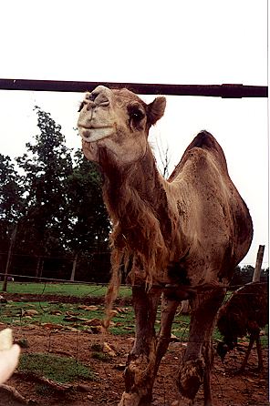 r1_22a_BactrianCamel.jpg